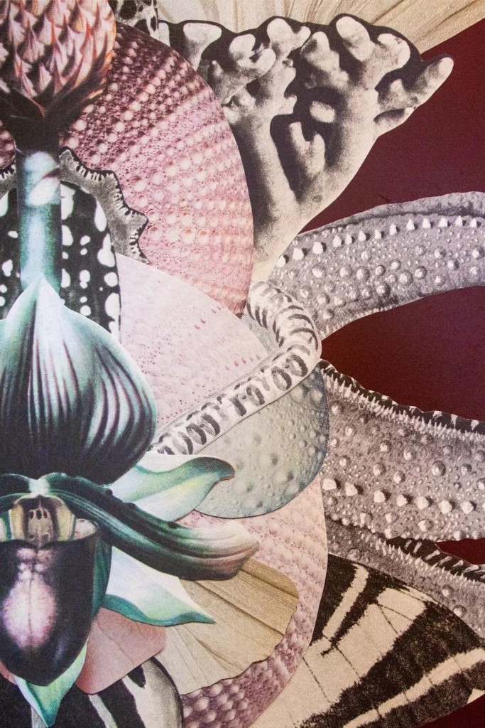 Gros plan de fresque murale en collage, textures papier et motifs organiques de fleur et oursin.